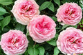 Gossip Girl Rose Live Plant – Ornamental Shrub with Pink Blooms – Rosa sp. for Garden Beds & Containers