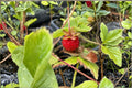 Wild Strawberry Rhizomes – Perennial Ground Cover Plants – Fragaria vesca – Edible, Low-Growing Garden Plants for Landscaping