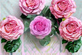 Lavender Lace Rose Live Plant – Compact Ornamental Rose with Lavender-Pink Blooms – Rosa hybrid