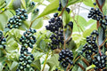 Viking Aronia Berry Live Starter Plant – Aronia melanocarpa – Edible Shrub for Zones 3–8