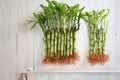 Live Lucky Bamboo Plants – 4 Inch Indoor Feng Shui Arrangement – Easy Care Houseplants for Home & Office Decor