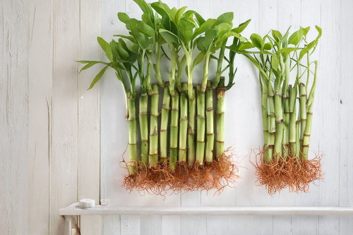 Live Lucky Bamboo Plants – 4 Inch Indoor Feng Shui Arrangement – Easy Care Houseplants for Home & Office Decor