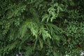 Leighton Green Leyland Cypress Live Plant – Evergreen Conifer for Screening & Landscape – Cupressocyparis leylandii