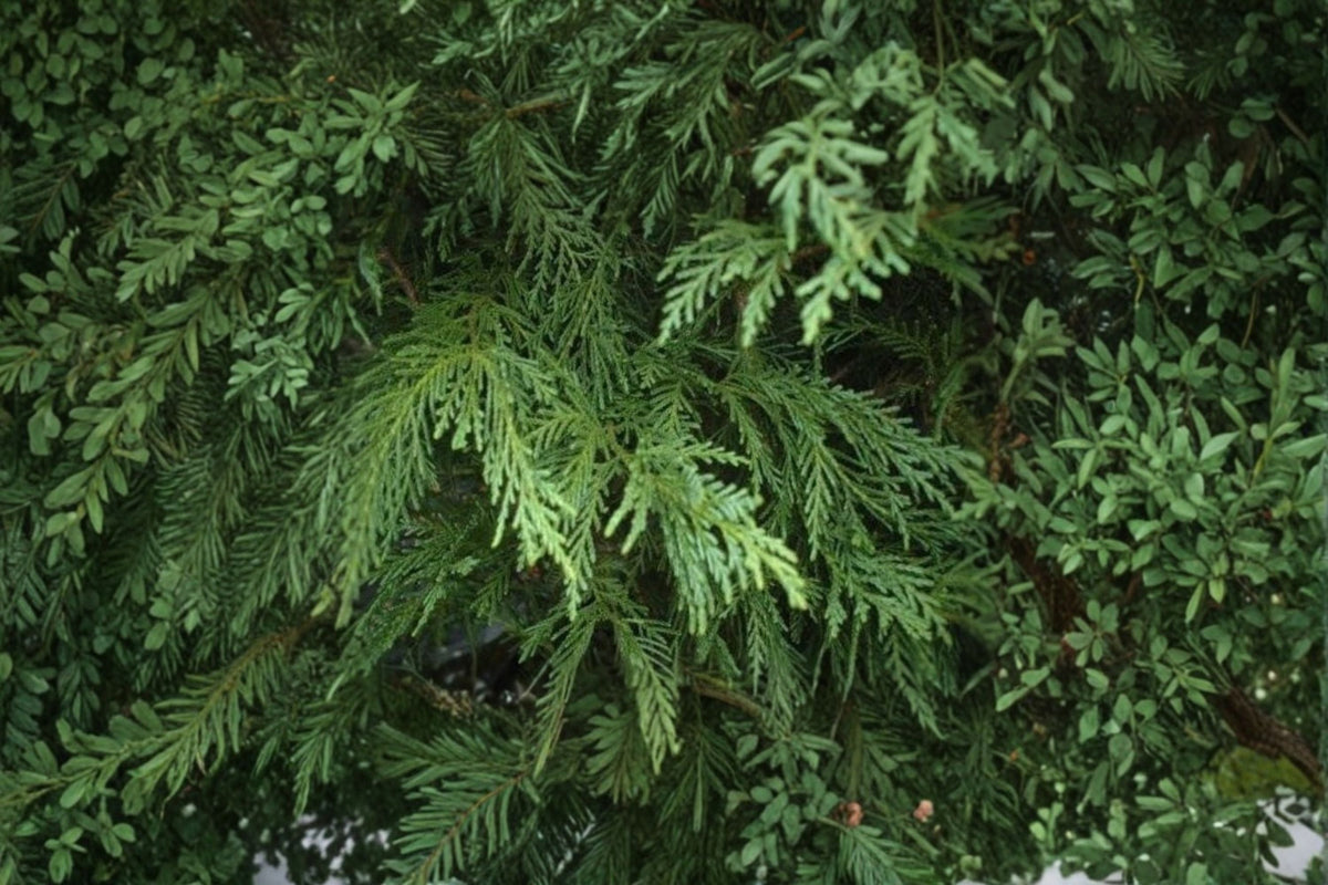 Leighton Green Leyland Cypress Live Plant – Evergreen Conifer for Screening & Landscape – Cupressocyparis leylandii
