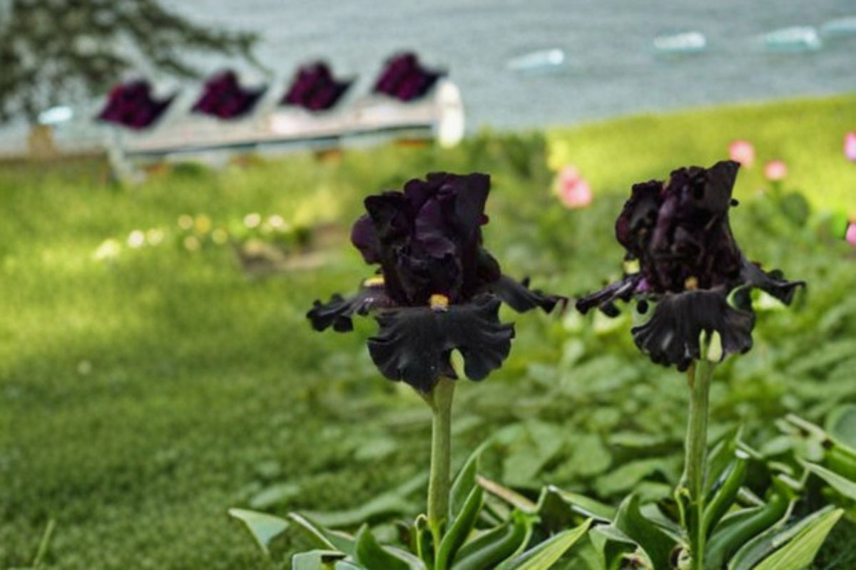 Senior Jinx Iris Live Plant – Black Bearded Iris Perennial – Tall Garden Flower – Iris germanica
