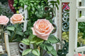 Almond Candy Rose Live Plant – Cream Apricot Garden Rose – Ornamental Flowering Rose – Rosa hybrid for Garden, Patio & Borders