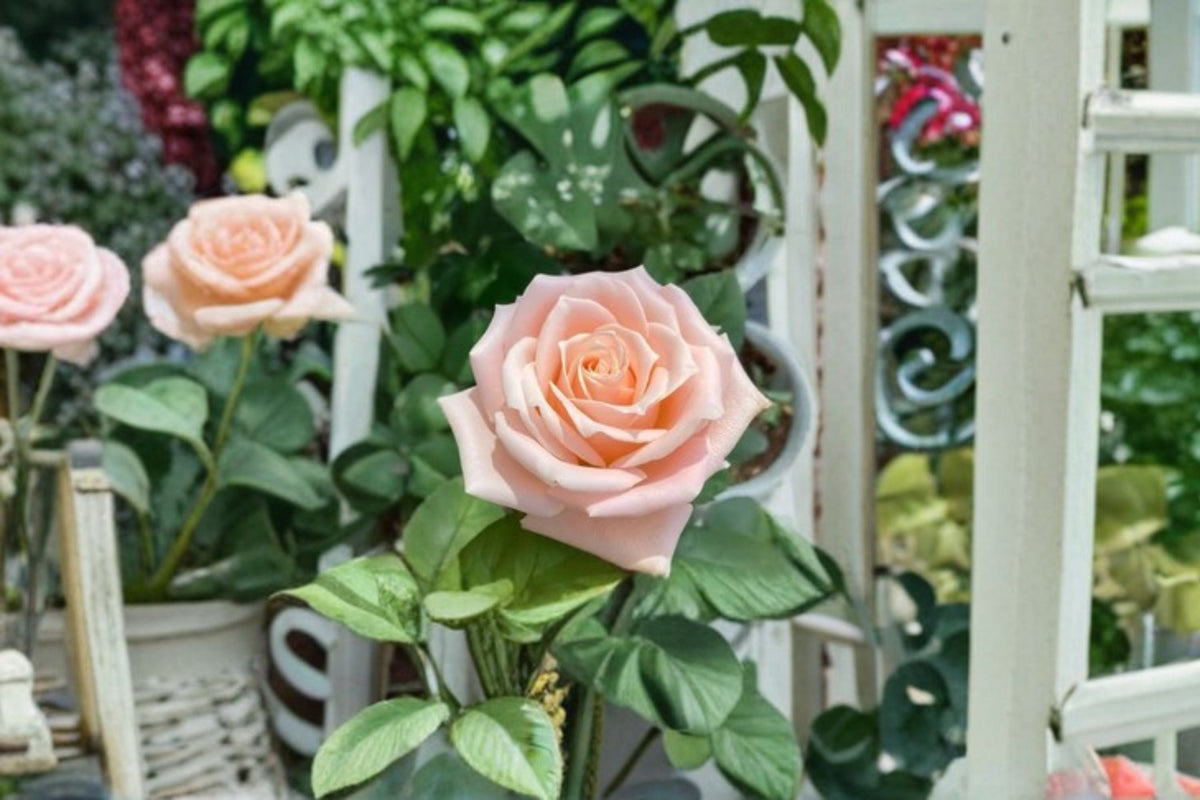 Almond Candy Rose Live Plant – Cream Apricot Garden Rose – Ornamental Flowering Rose – Rosa hybrid for Garden, Patio & Borders