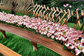 Strawberry Swirl Lily Bulb – Pink & White Flowers – Lilium spp. – Garden Border & Container Plant