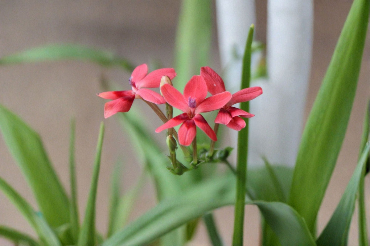 False Freesia Bulbs 20 Lapeirousia laxa Ornamental Flower Bulbs for Borders & Rock Gardens