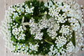 White Yarrow Live Plant Clump – Achillea millefolium Perennial for Gardens, Borders & Pollinator Gardens