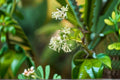 Night Blooming Jasmine Live Plant – Fragrant White Flowers, Evergreen Shrub, Cestrum nocturnum