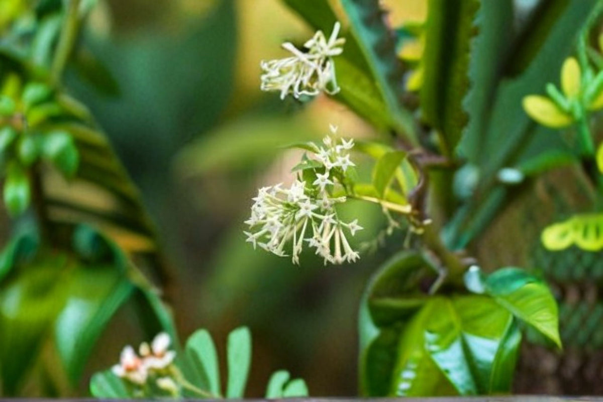 Night Blooming Jasmine Live Plant – Fragrant White Flowers, Evergreen Shrub, Cestrum nocturnum