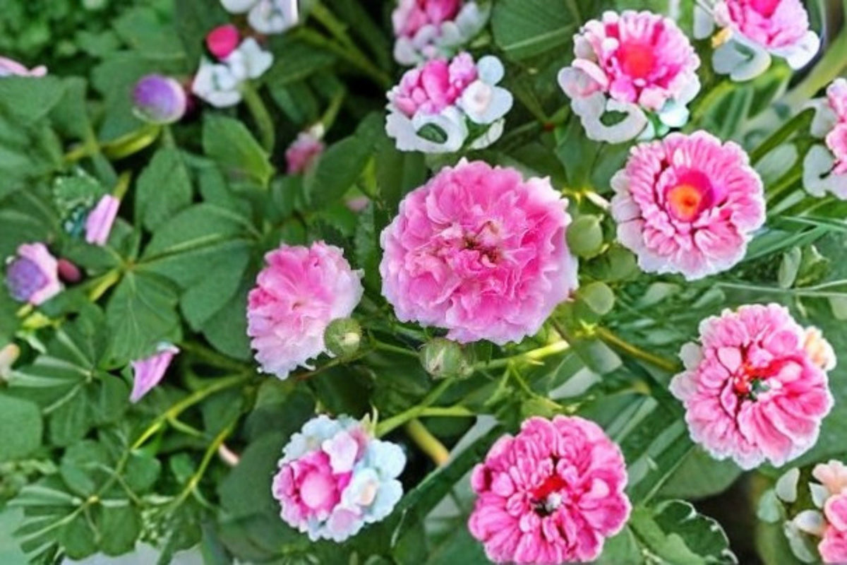 Seven Sisters Rose Cuttings 12 Unrooted Climbing Rose Rosa multiflora Garden Propagation