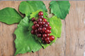 Razzmatazz Grape Scions – Vitis vinifera – Fruit Vine for Grafting & Propagation – 4 Fresh Cut Scion Wood