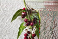 Bing Cherry Cuttings, Unrooted Fruit Tree Propagation, Prunus avium, Dark Red Cherries, Garden & Orchard Plant