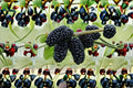 Black Mulberry Cuttings 6-Inch Morus nigra Fruit Tree Propagation Unrooted