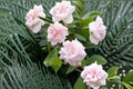 Cecile Brunner Rose Cuttings – Pink Climbing and Bush Rose Propagation – Rosa ‘Cecile Brunner’