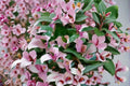 Blushing Bride Tradescantia Cuttings – Variegated Trailing Houseplant for Indoor & Container Use