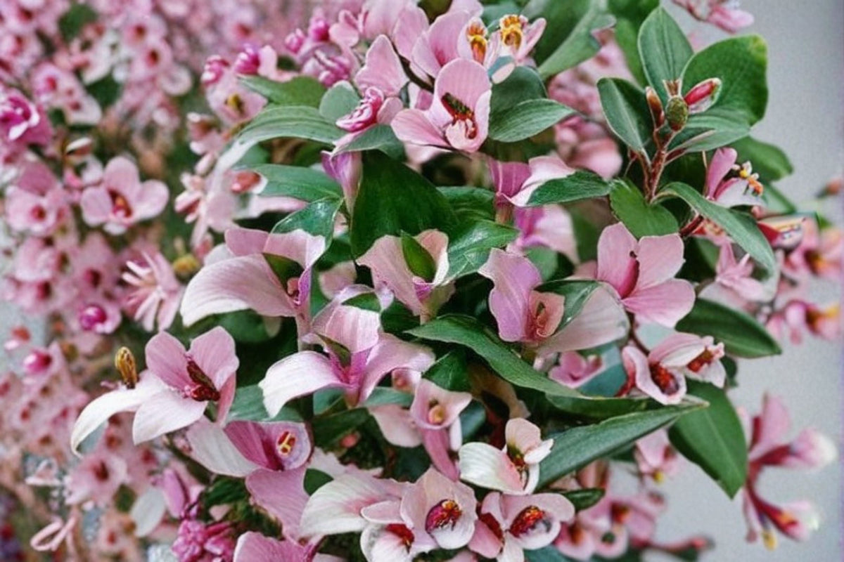 Blushing Bride Tradescantia Cuttings – Variegated Trailing Houseplant for Indoor & Container Use