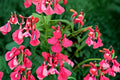 Lipstick Salvia Greggii Live Plant – 1 Gallon Fully Rooted Salvia greggii for Gardens & Containers