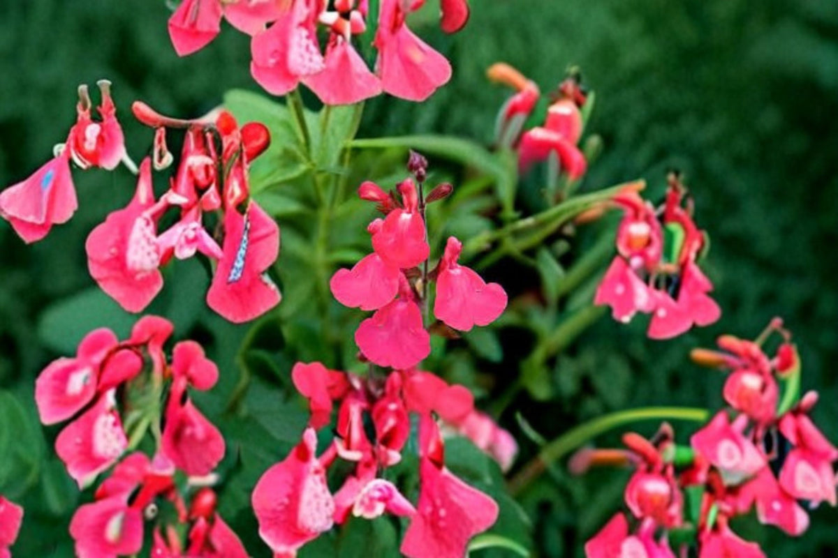 Lipstick Salvia Greggii Live Plant – 1 Gallon Fully Rooted Salvia greggii for Gardens & Containers
