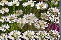 White Lace Flower Plant | Orlaya grandiflora | Delicate White Blooms | Hardy Annual for Borders & Cut Flowers