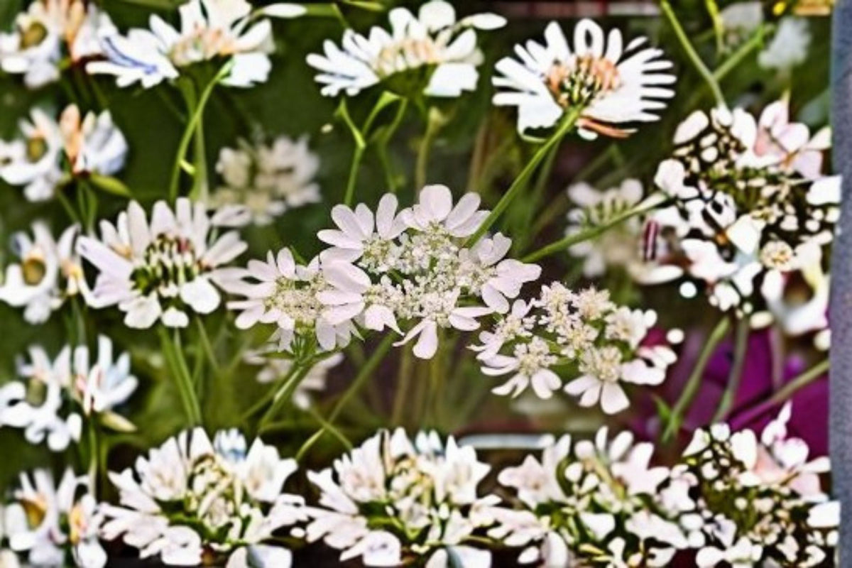 White Lace Flower Plant | Orlaya grandiflora | Delicate White Blooms | Hardy Annual for Borders & Cut Flowers
