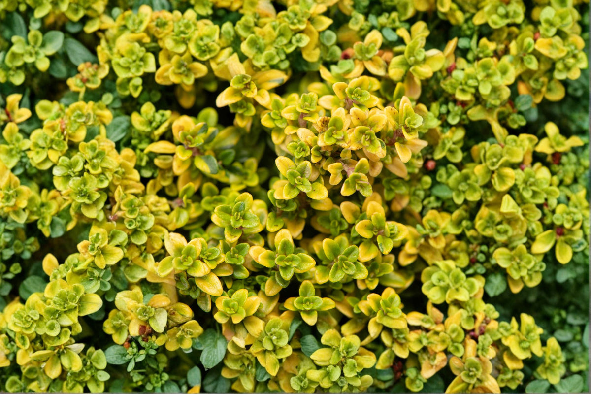 Lemon Thyme Live Plant – Thymus citriodorus – Aromatic Groundcover Herb for Garden & Containers