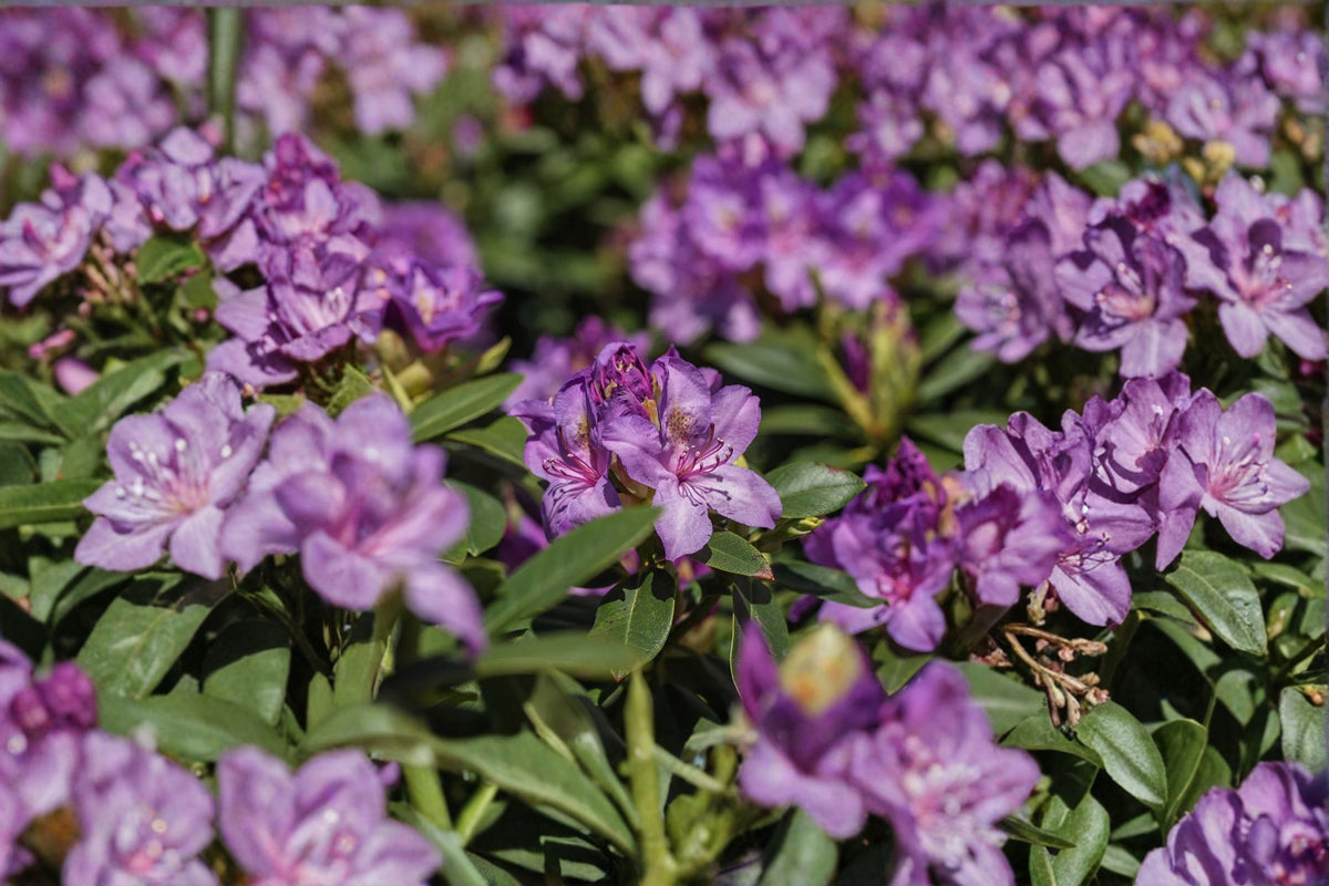Catawba Boursault Rhododendron Live Starter Plant – 7L Pot, Pink to Lavender Flowers, Evergreen Shrub, Rhododendron catawbiense