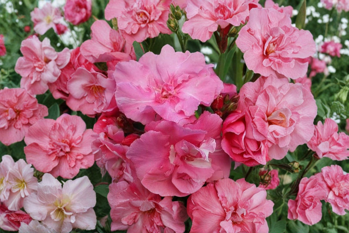 Pink Oleander Unrooted 6-Inch Cuttings – Nerium oleander Flowering Shrub for Garden, Landscape & Container Planting