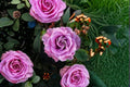 Angel Face Lavender Floribunda Rose Live Plant – 1.5 Gal, Fragrant, Reblooming, Rosa 'Angel Face'