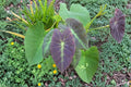 Colocasia Illustris Live Plant – Black Beauty Elephant Ear – Tropical Foliage for Shade Gardens & Containers