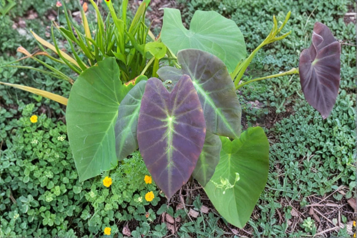 Colocasia Illustris Live Plant – Black Beauty Elephant Ear – Tropical Foliage for Shade Gardens & Containers