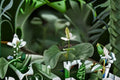 Rainbow Chameleon Live Plant – Ground Cover Perennial with Colorful Foliage – Houttuynia cordata, Shade & Moisture Loving
