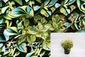 Green n Gold Euonymus Live Plant – Variegated Evergreen Shrub for Hedges & Groundcover – Euonymus fortunei ‘Emerald 'n' Gold’