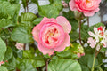Pink Cup-Shaped Garden Rose Live Plant, Repeat-Flowering Rosa Hybrid for Borders & Containers