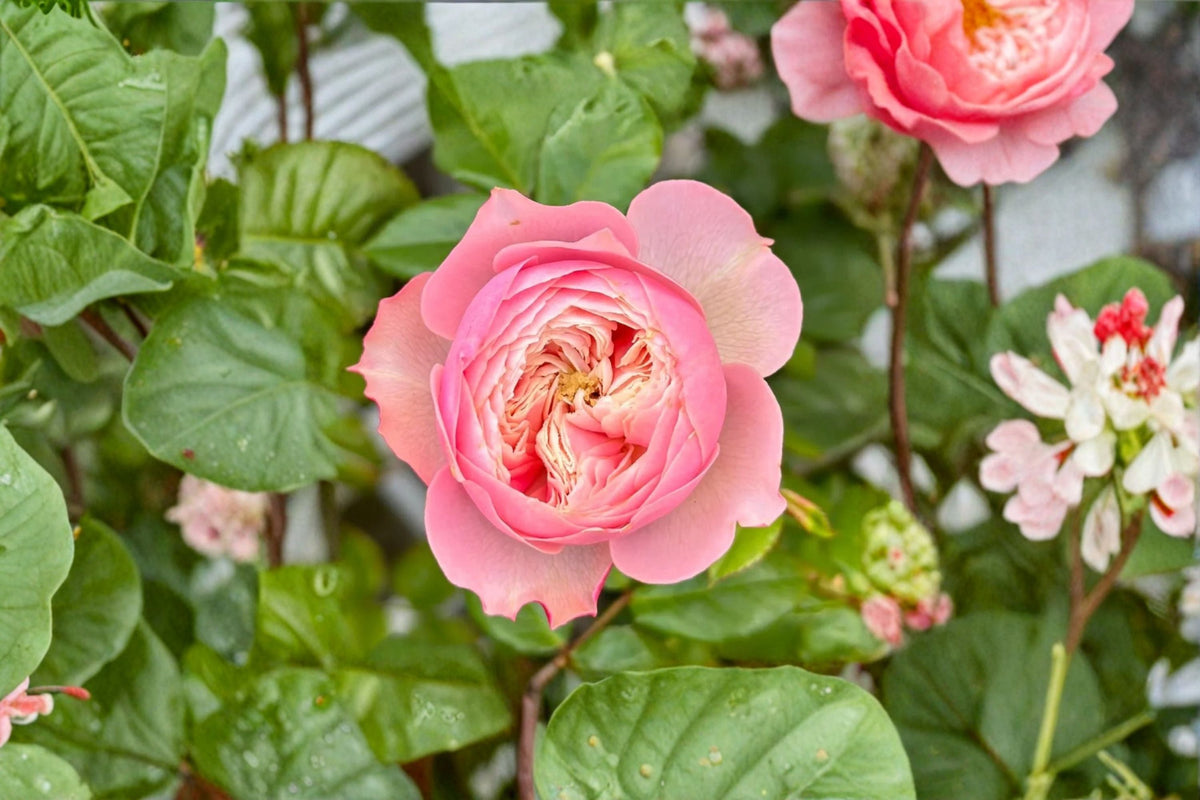 Pink Cup-Shaped Garden Rose Live Plant, Repeat-Flowering Rosa Hybrid for Borders & Containers