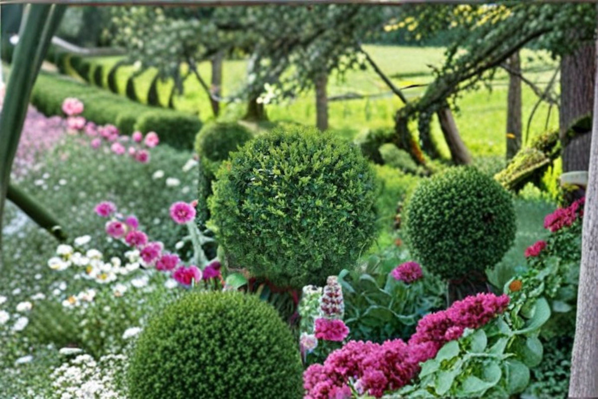 Green Gem Boxwood Plant – Buxus × ‘Green Gem’ – Evergreen Shrub for Hedges, Borders, Containers