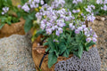 Hosta Collection 6 Plants Including Mighty Mouse, Blue Mouse Ears & Sun Mouse - Perennial Shade Garden Foliage Plants