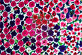 Petunia hybrida Live Plant – Flowering Annual for Containers & Garden Beds, Vibrant Blooms, Full Sun, Starter Plug
