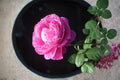 Paul Neyron Rose Plant – Pink Shrub Rose Rosa ‘Paul Neyron’ with Large Peony-Like Blooms for Garden Borders and Cut Flowers