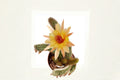 Hildewintera Humkes Kleine Gelber Trailing Cactus Plant | Hybrid Cactus for Hanging Displays