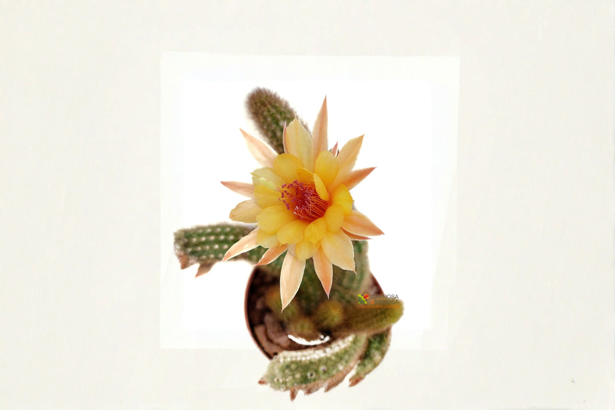 Hildewintera Humkes Kleine Gelber Trailing Cactus Plant | Hybrid Cactus for Hanging Displays