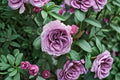 Quick Silver Climbing Rose Live Plant – Lavender Purple Flowering Vine – Rosa hybrid Garden Climber for Trellises and Fences