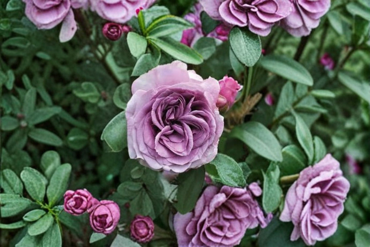 Quick Silver Climbing Rose Live Plant – Lavender Purple Flowering Vine – Rosa hybrid Garden Climber for Trellises and Fences