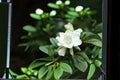 Gardenia jasminoides cuttings – Unrooted flowering shrub for garden or container planting