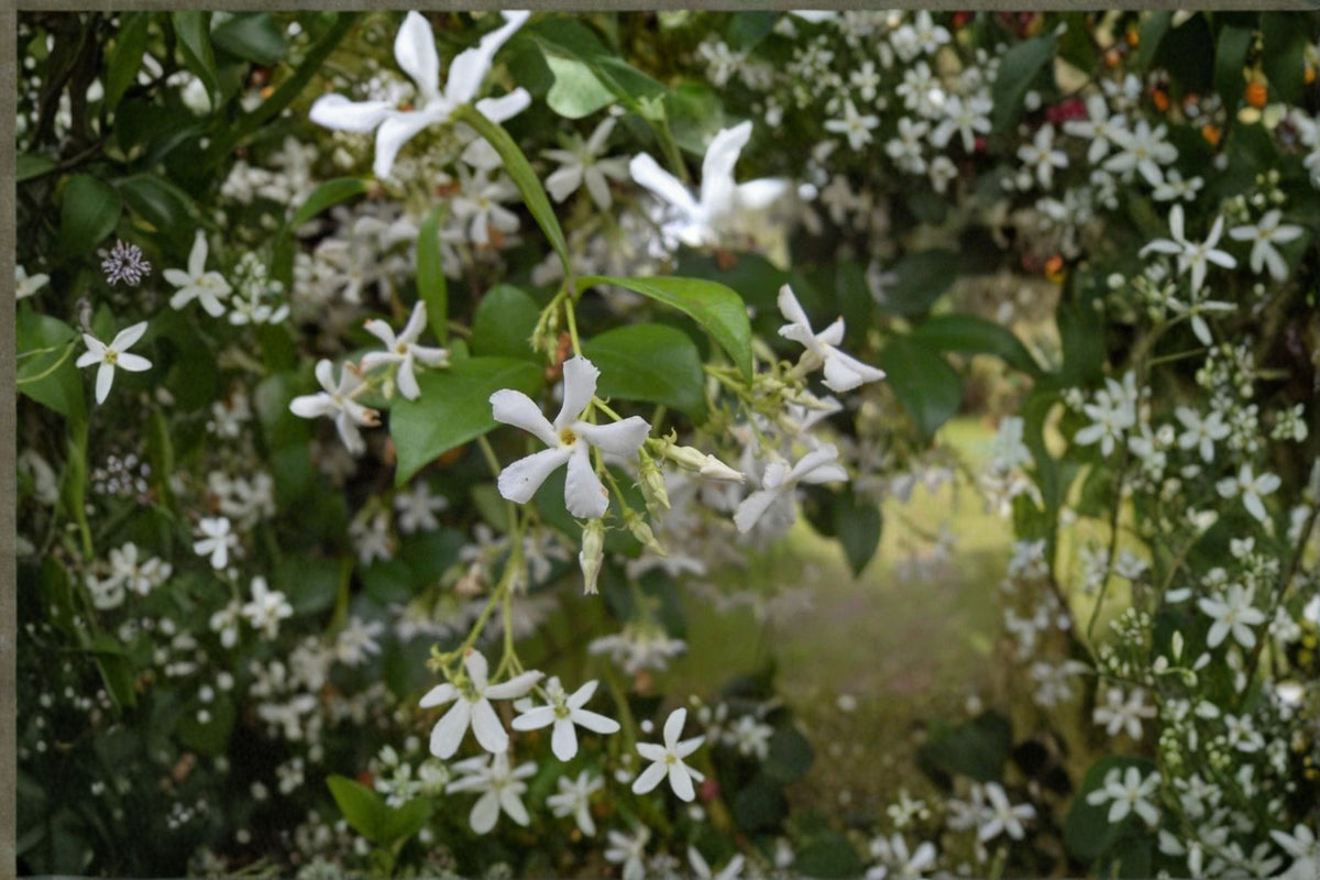 Star Jasmine Live Plant – Trachelospermum jasminoides – Fragrant White Flowers – Evergreen Climbing Vine or Groundcover