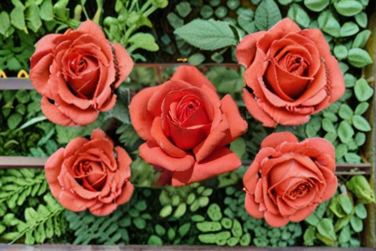 Fragrant Cloud Rose Live Plant – 1.5 Gal Coral Red Hybrid Tea Rose with Fragrant Blooms and Strong Stems