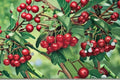 Montmorency Cherry Cuttings - Tart Cherry Tree Propagation - Prunus cerasus - Fruit Tree for Garden or Orchard
