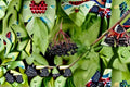 Black Elderberry Cuttings – Sambucus nigra – Fruit Shrub for Propagation, Edible Berries, Garden Plant